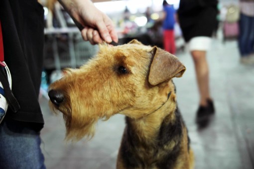 RADUNO TERRIER/TERRIER CLUB SHOW TORINO 05.07.2014 : GEORGEOUS HEAVEN CAN WAIT (ABHA), 14 months MIGLIOR GIOVANE/BEST JUNIOR